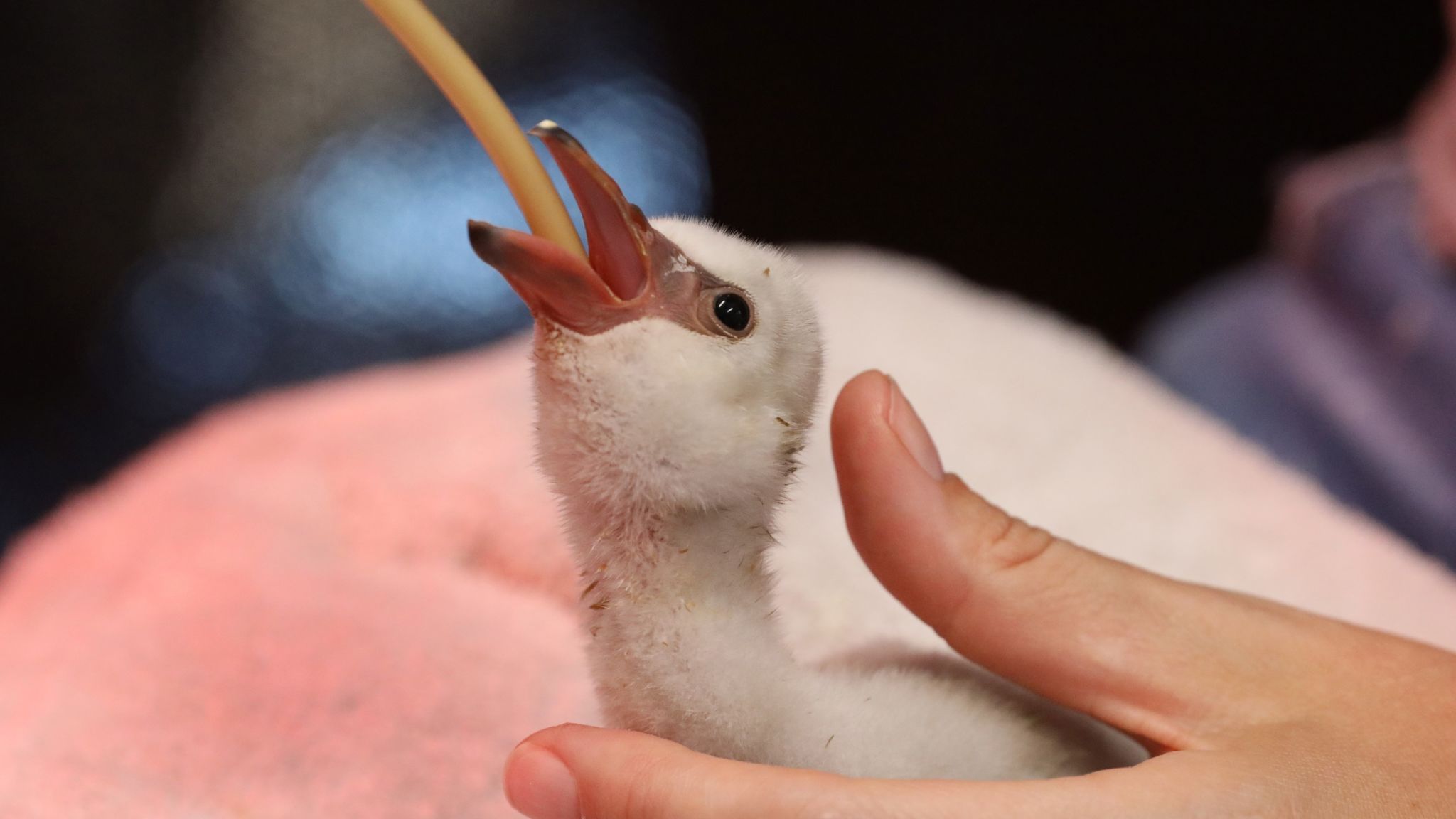 A Chick Is Fed By Officials In Cape Town After Being - Gentoo Penguin - HD Wallpaper 