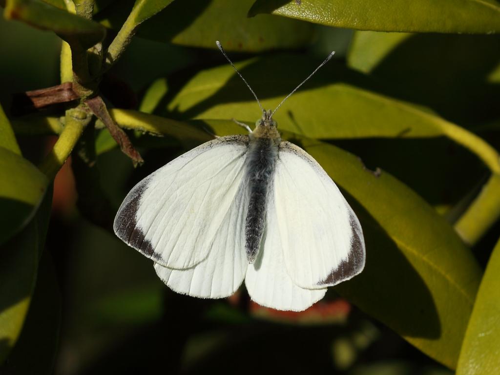 Large White - White Butterfly With Black Edges - HD Wallpaper 