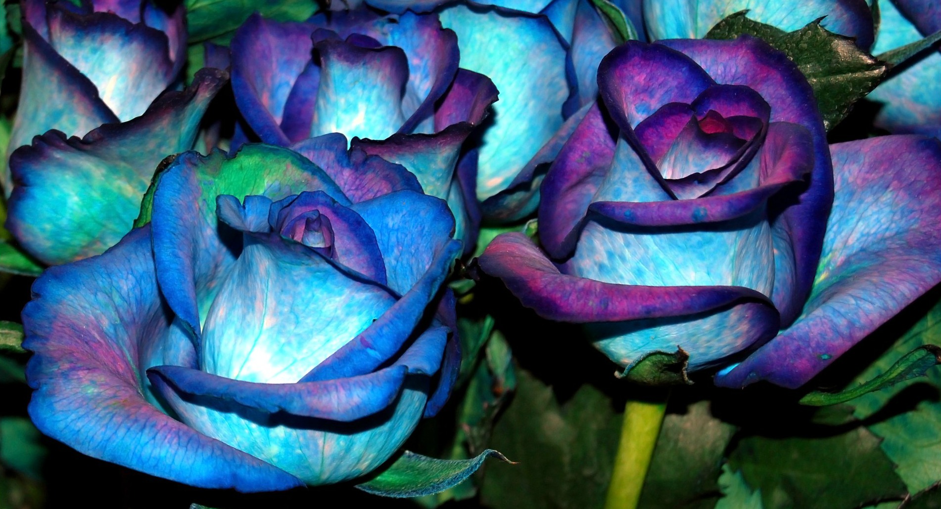 Purple Green And Blue Flowers - HD Wallpaper 