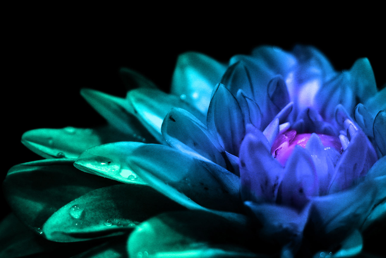 Purple Flowers - HD Wallpaper 
