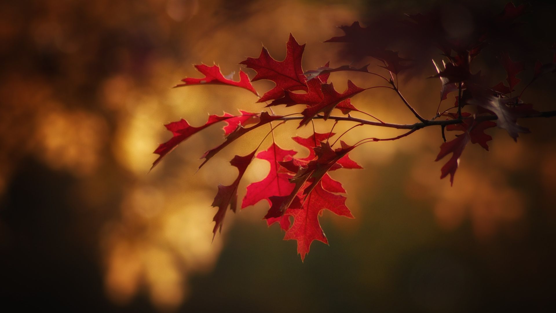 red fall leaves background