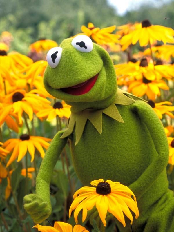 Kermit The Frog Sunflower - HD Wallpaper 