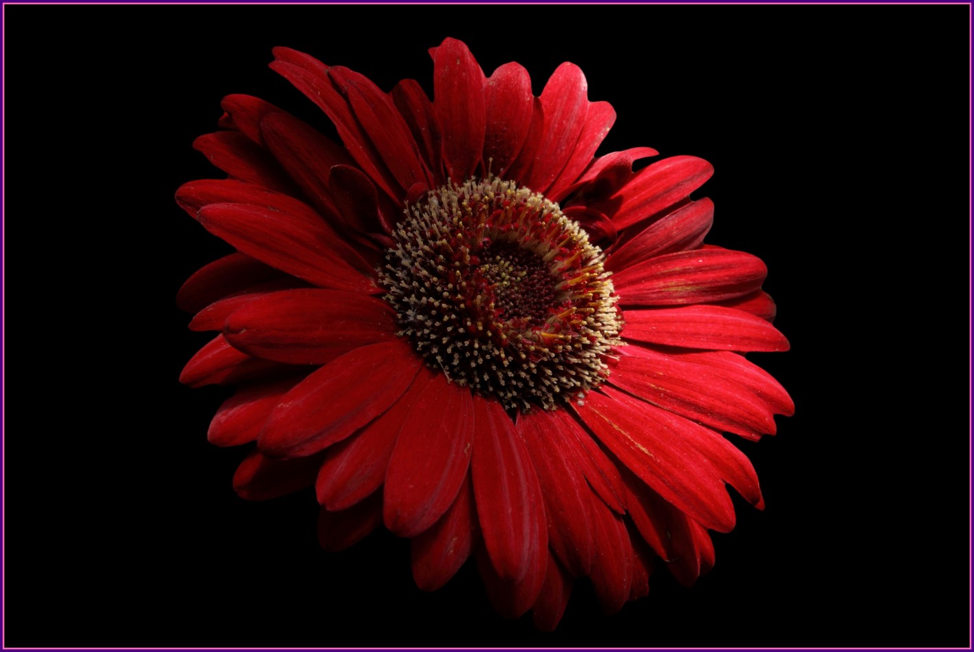 Inspiring Red Daisy Macro On Black Nature By For Flower - Red And Black Nature - HD Wallpaper 
