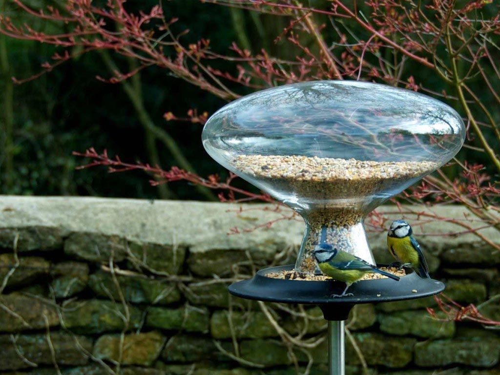 Perching Bird - HD Wallpaper 