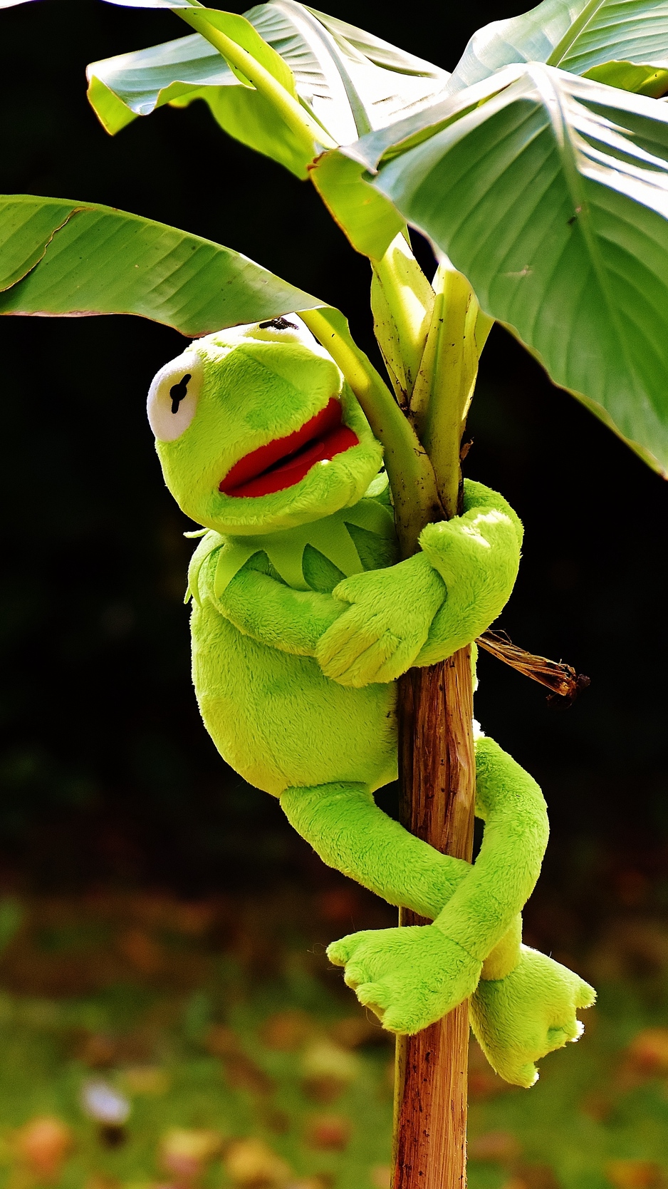 Wallpaper Toy, Kermit The Frog, Plant - Kermit The Frog Wallpaper Iphone - HD Wallpaper 