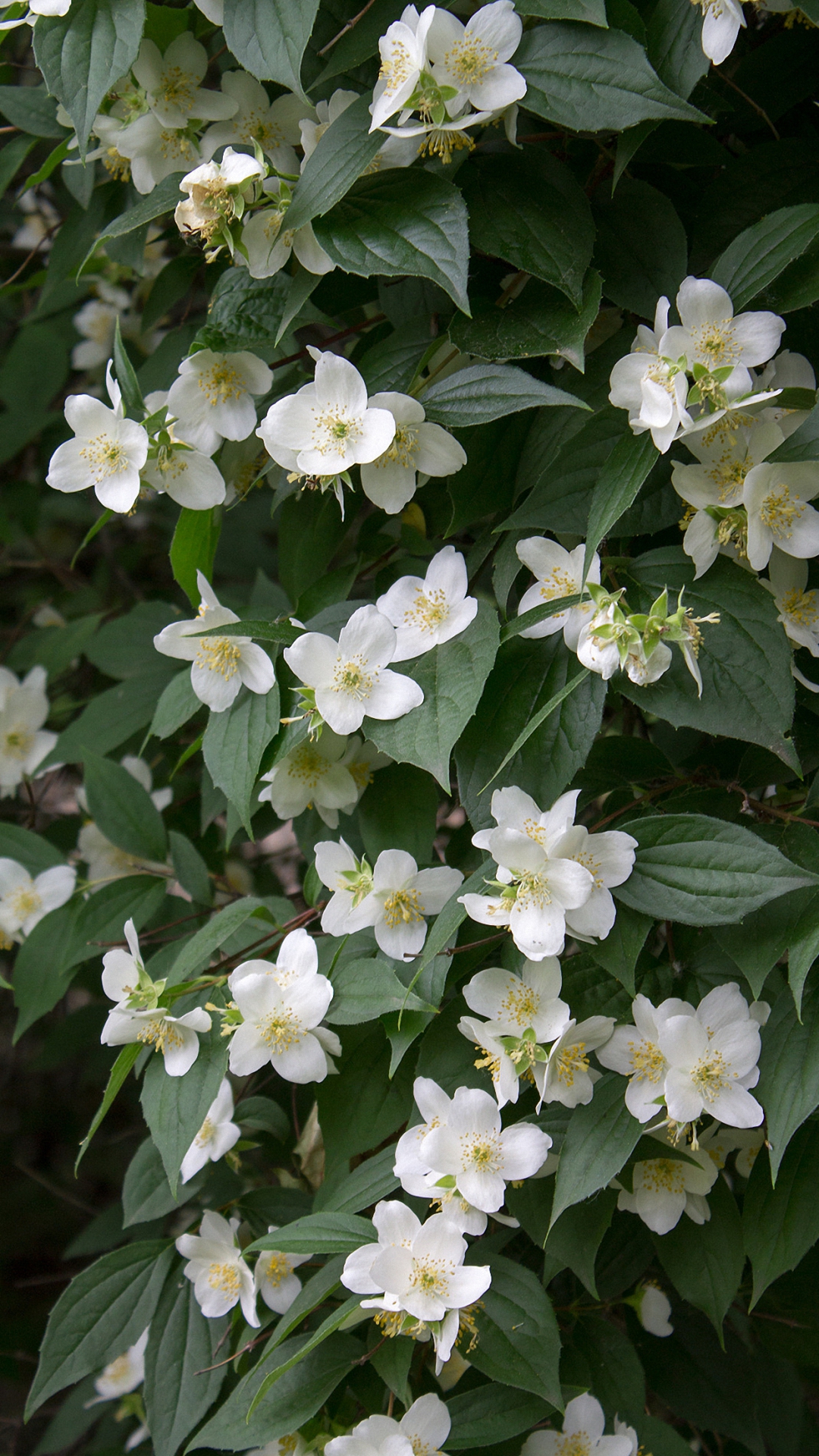 White Orange Flowers Iphone 6 Wallpapers Hd - Evergreen Rose - HD Wallpaper 