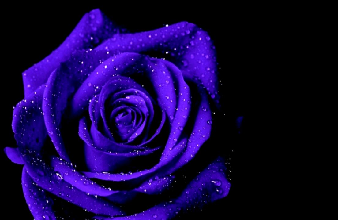 Flowers Purple Rose Inspi Macro Flower Wallpaper Hd - Purple Hd Wallpapers  1080p - 1104x721 Wallpaper 