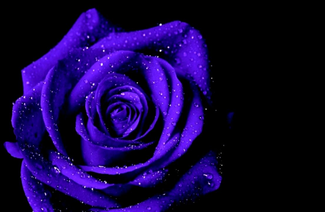 Flowers Purple Rose Inspi Macro Flower Wallpaper Hd - Purple Hd Wallpapers 1080p - HD Wallpaper 