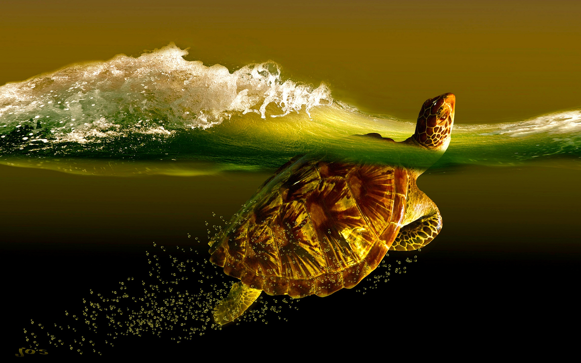 Download Supreme Floral Wallpaper Desktop Is Cool Wallpapers - High Resolution Turtle Desktop Background - HD Wallpaper 