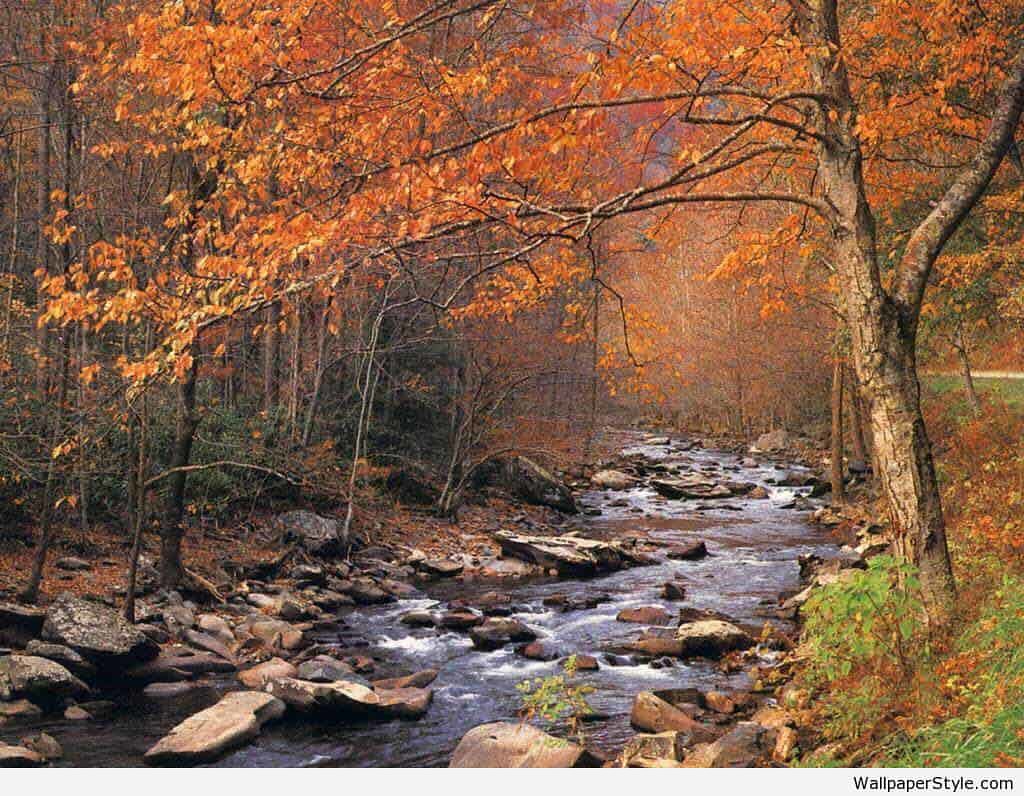 Autumn Brook In Woods - HD Wallpaper 