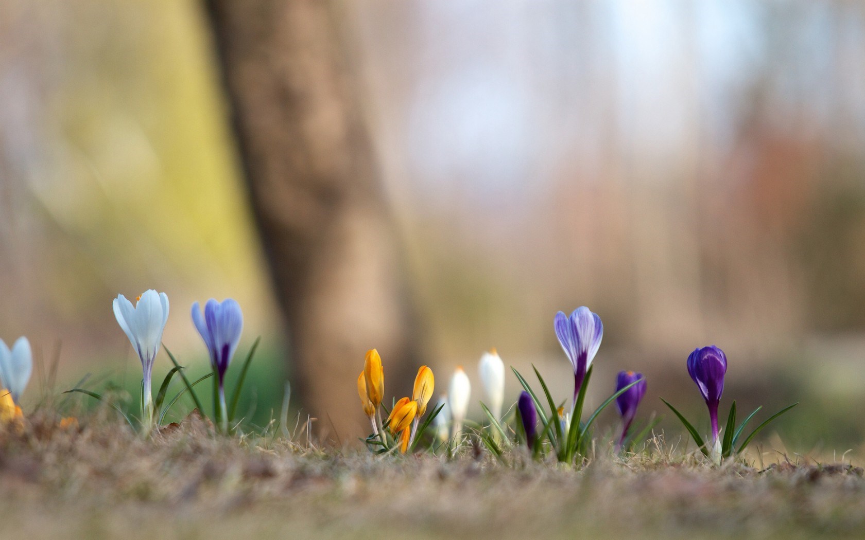 Crocus Flowers Wallpaper For Android - Spring Crocus - HD Wallpaper 