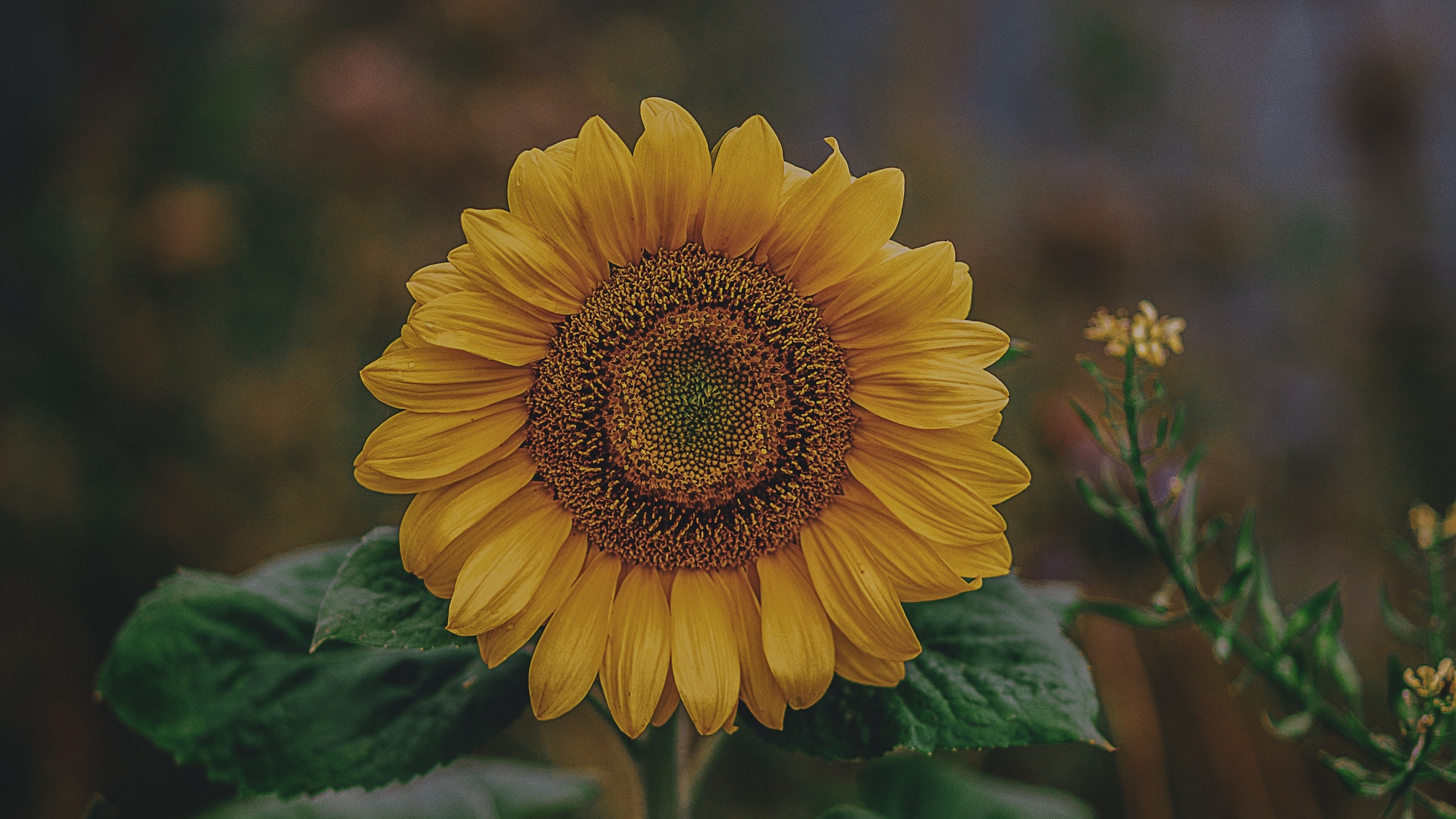 Wallpaper Sunflower, Bloom, Petals, Flower - Sunflower Wallpaper Full Screen Hd - HD Wallpaper 