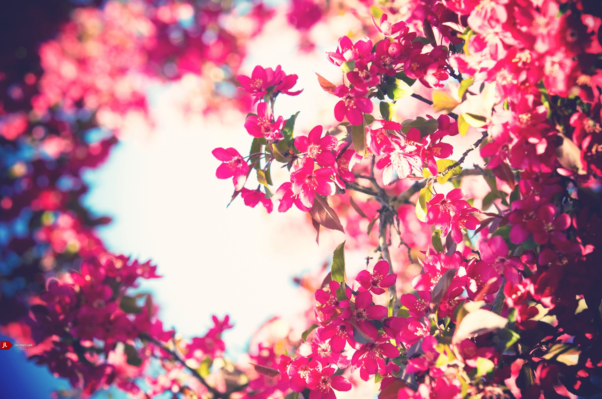 Flowers, Beautiful, And Pink Image - Flower Blooming - HD Wallpaper 