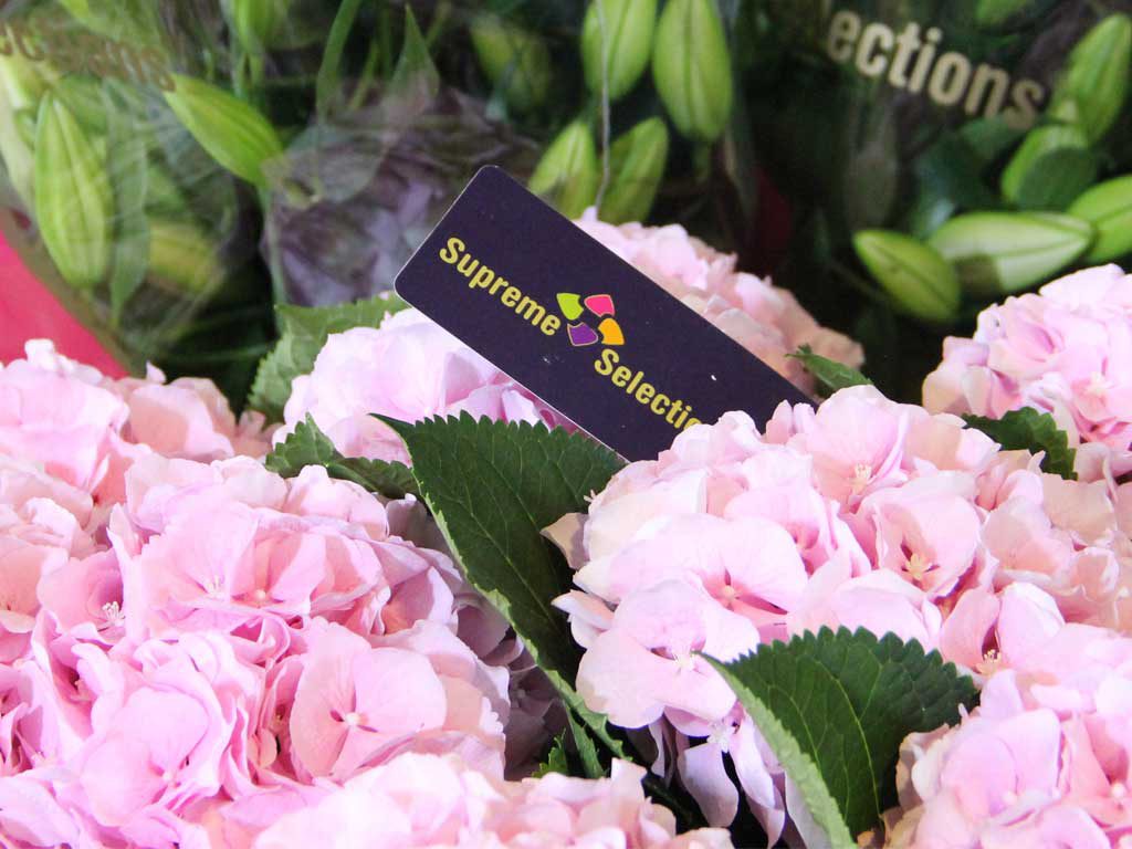 Sus-card - Floribunda - HD Wallpaper 