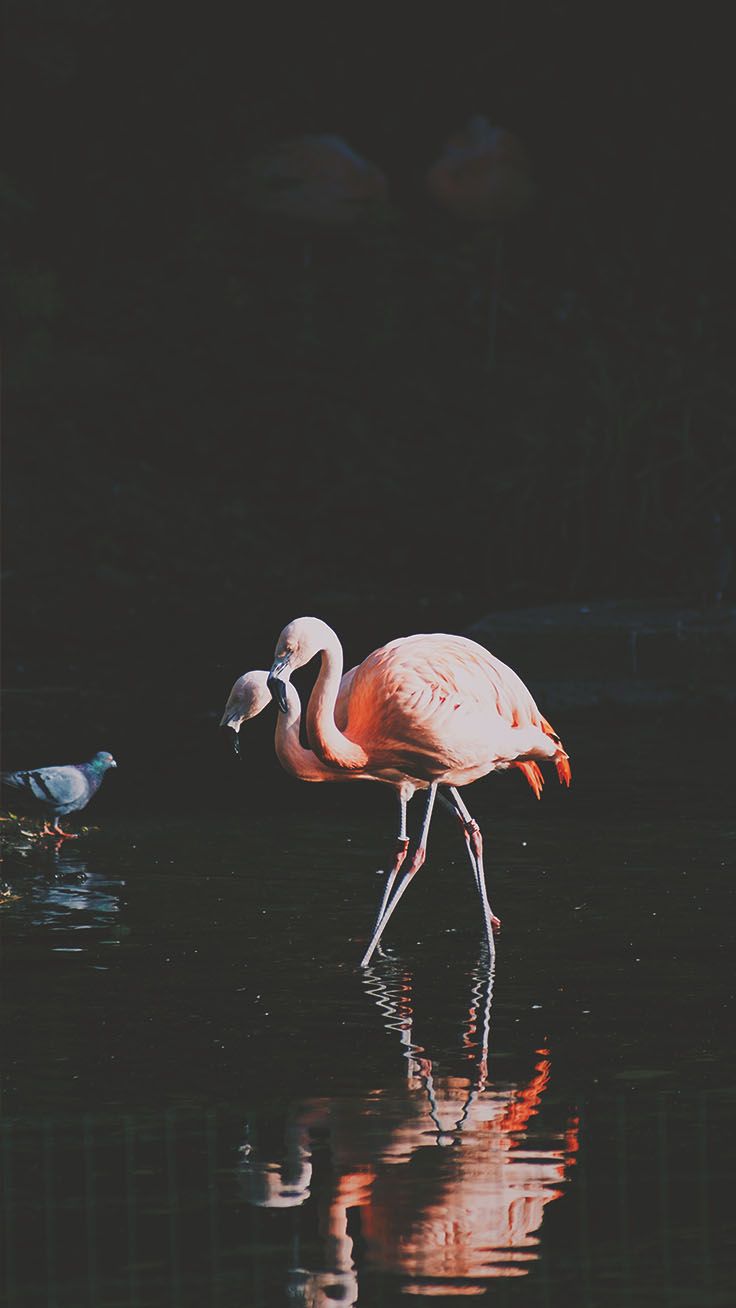 Iphone 7 Flamingo - HD Wallpaper 