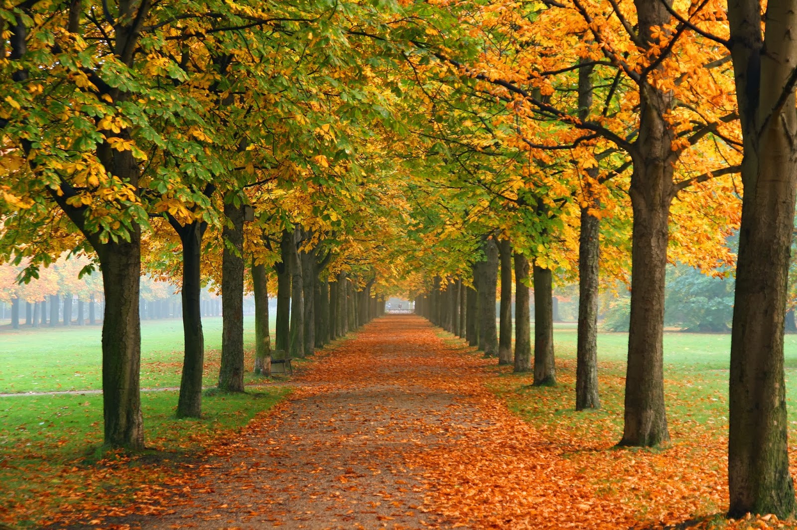 My Favourite Season Autumn - HD Wallpaper 