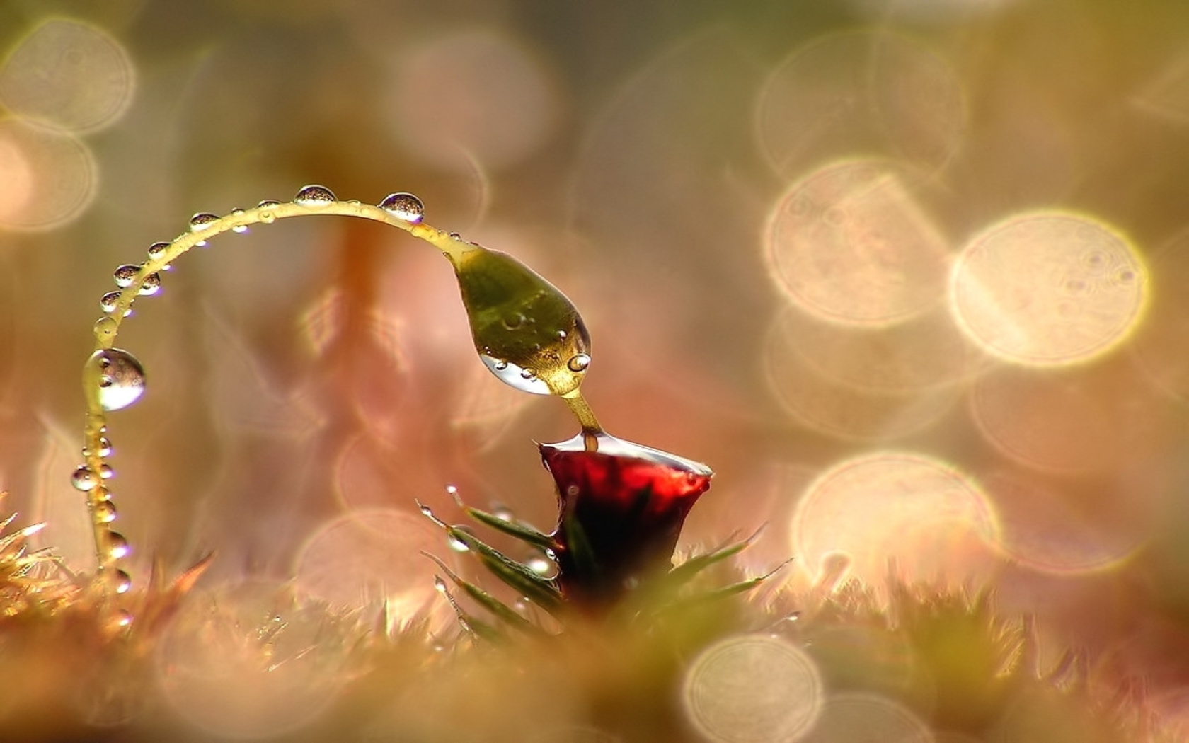 Flowers With Dew Drops Hd - HD Wallpaper 