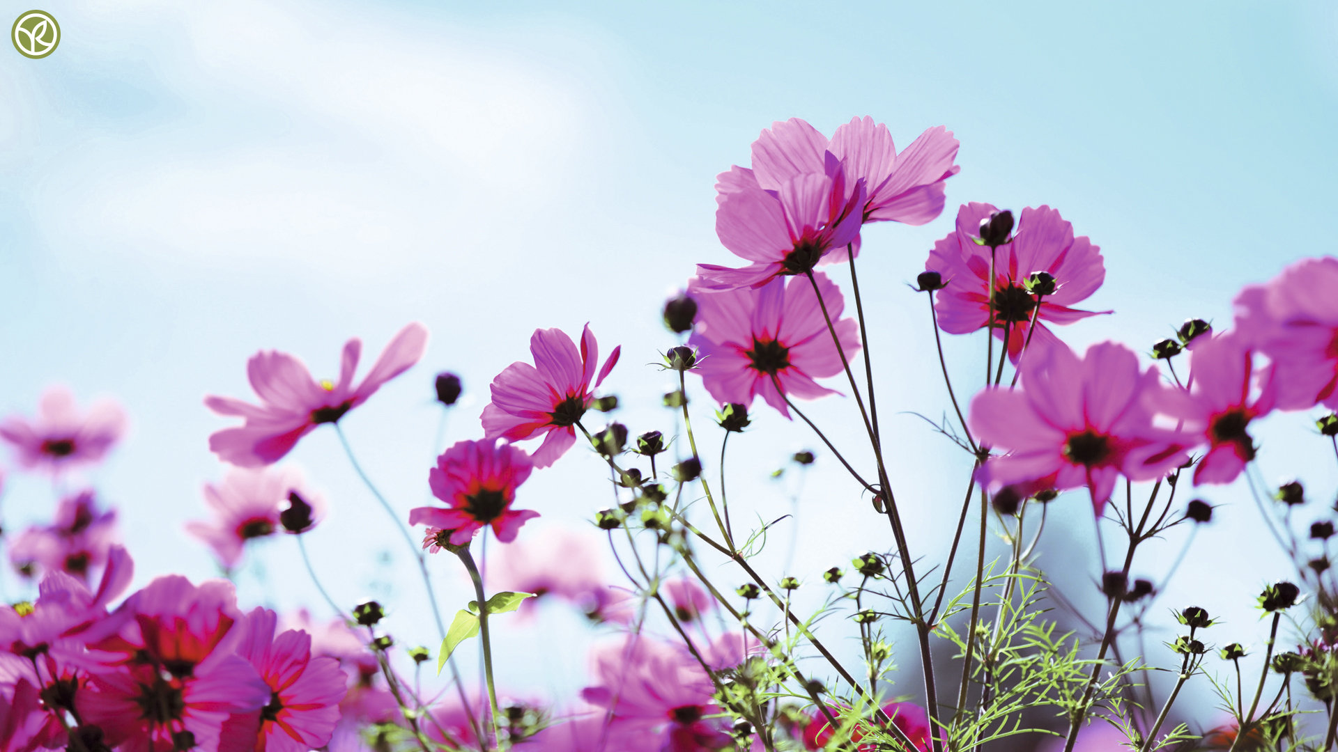 High Resolution Flower Hd 1080p Wallpaper Id - Flower Hd Wallpapers 1080p For Pc - 1920x1080 Wallpaper High Resolution Flower Hd 1080p Wallpaper Id - Flower Hd Wallpapers 1080p For Pc - 1920x1080 Wallpaper