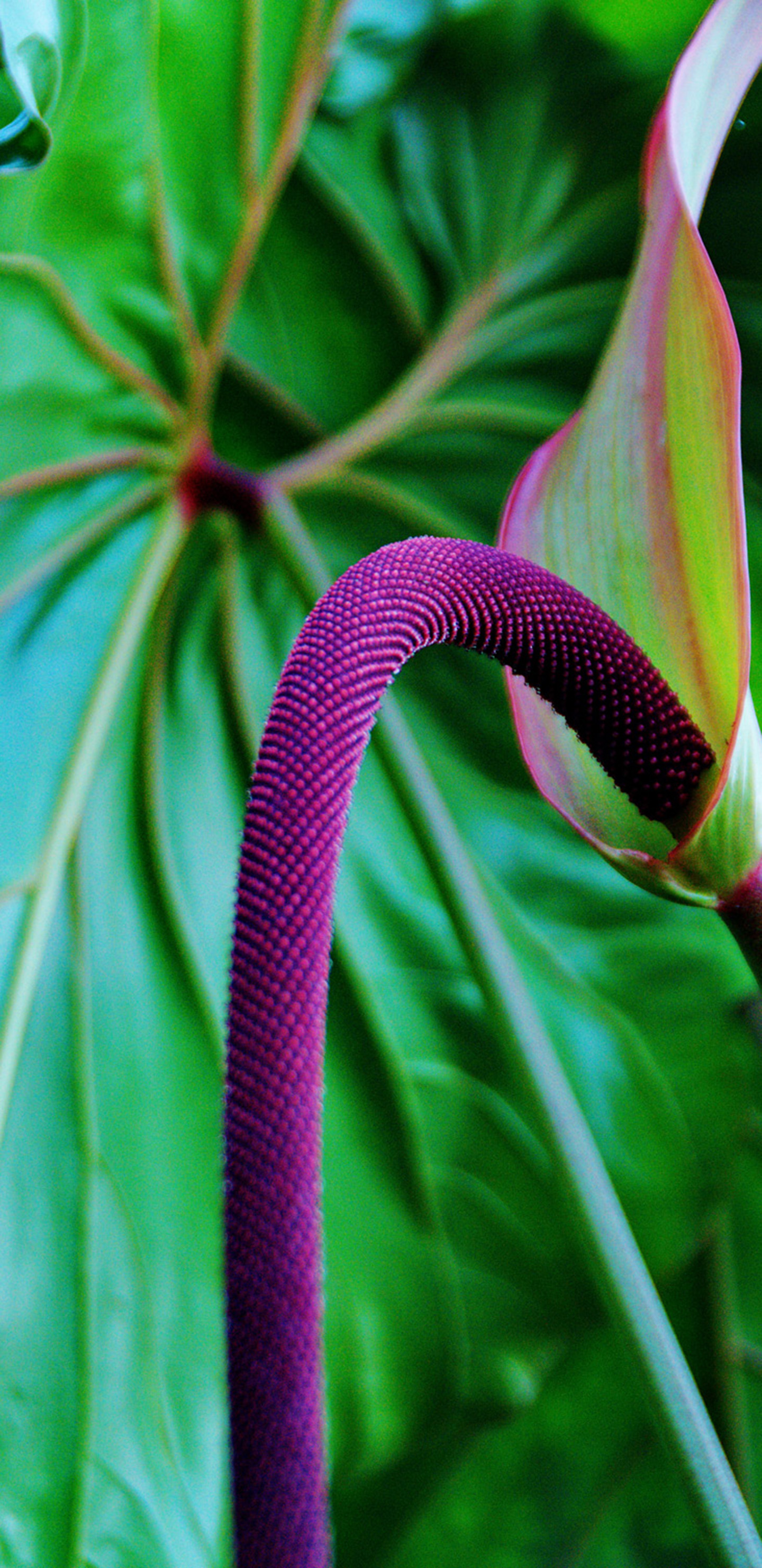 Samsung Galaxy Wallpapers Tropical - HD Wallpaper 