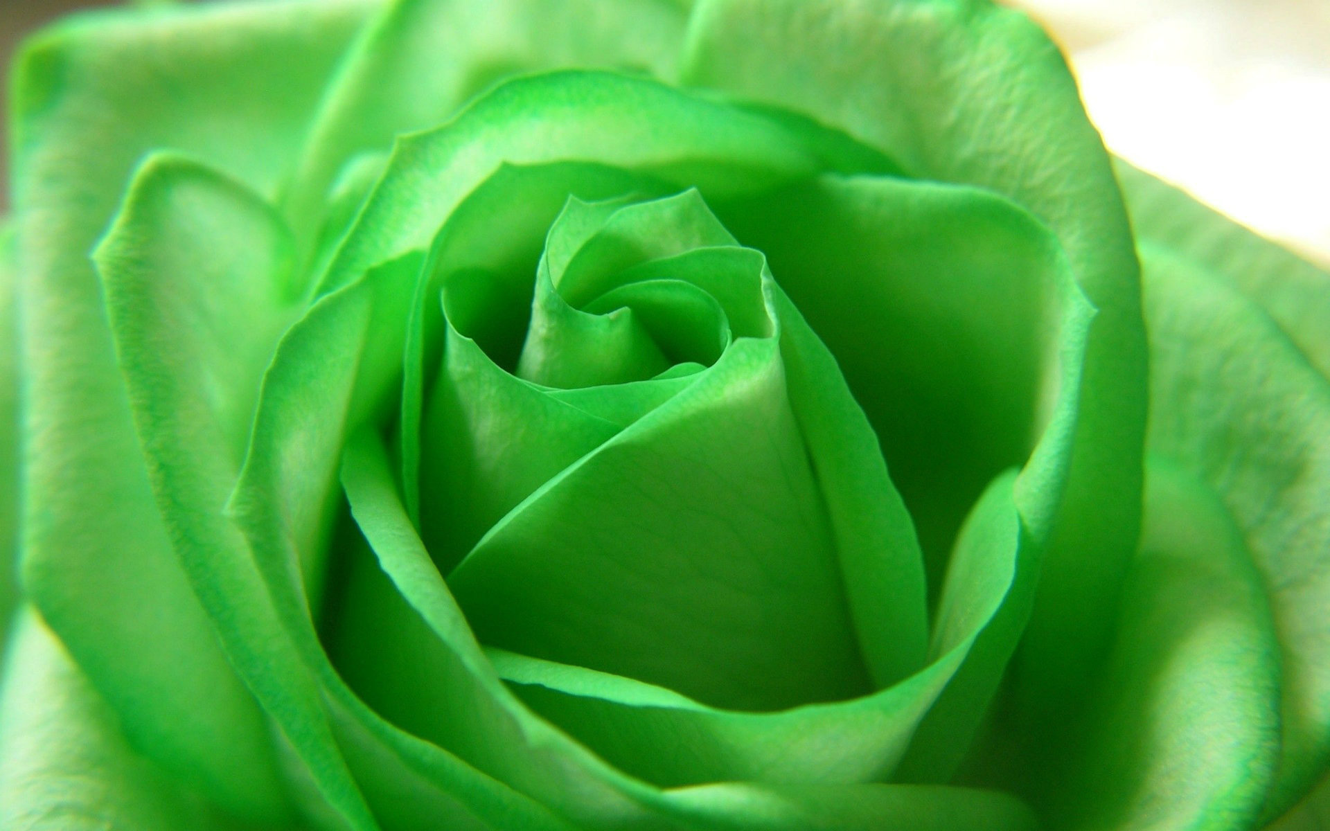Green Wallpaper Flowers - HD Wallpaper 