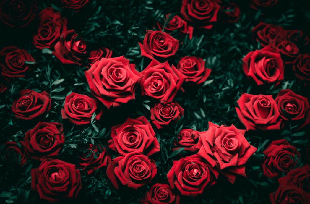 Garden Roses Desktop Wallpaper 4k Resolution Flower - Розы На Рабочий Стол - HD Wallpaper 
