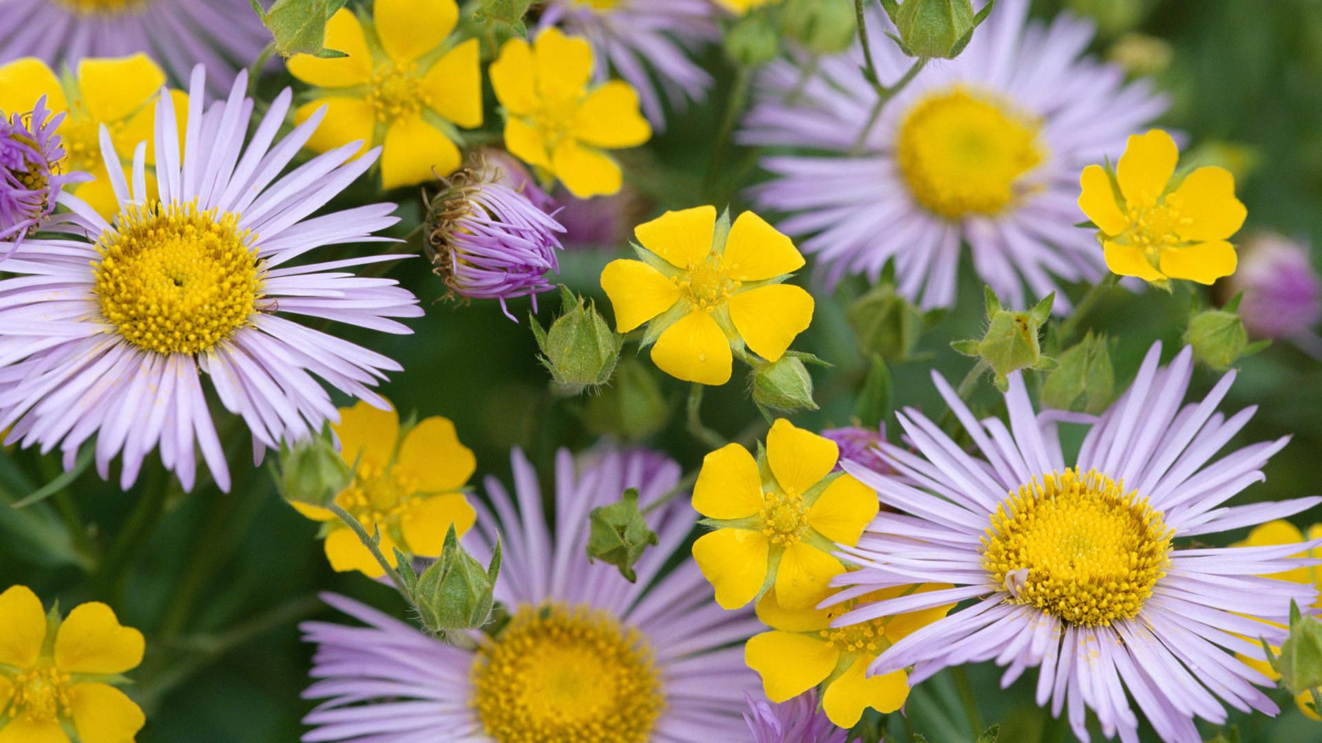Chrysanthemum P Flowers Hd Wallpaper Wallpaper - Flowers P In Hd - HD Wallpaper 