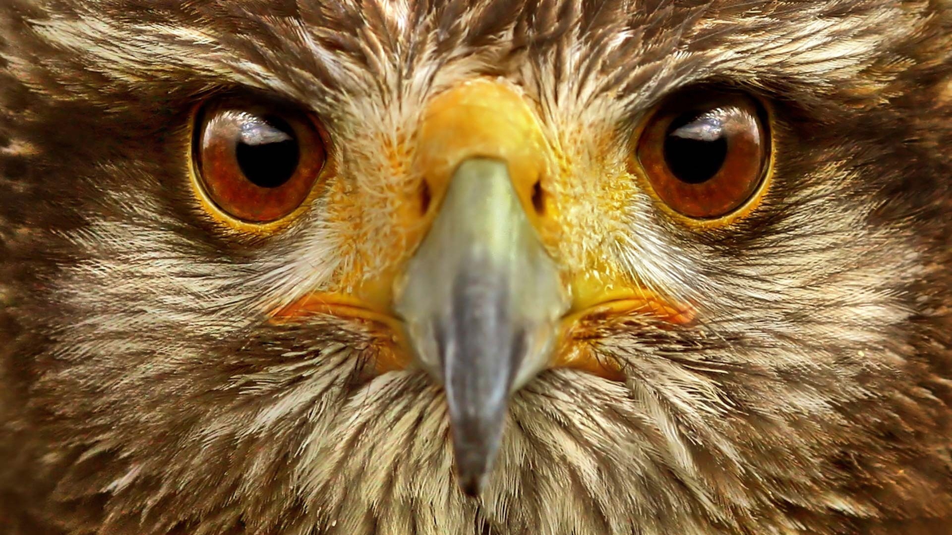 Wallpaper Eagle, Eye, Bird - Hawk Eyes - HD Wallpaper 
