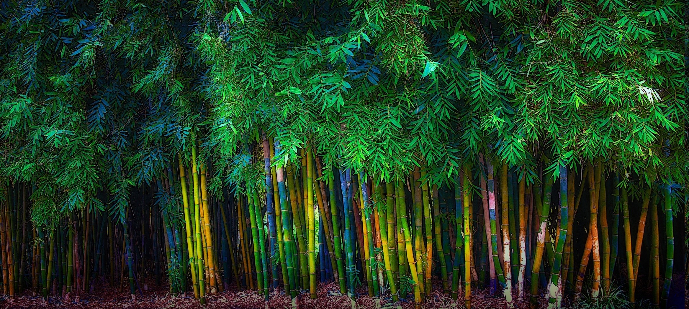 Bamboo Trees Hd - HD Wallpaper 