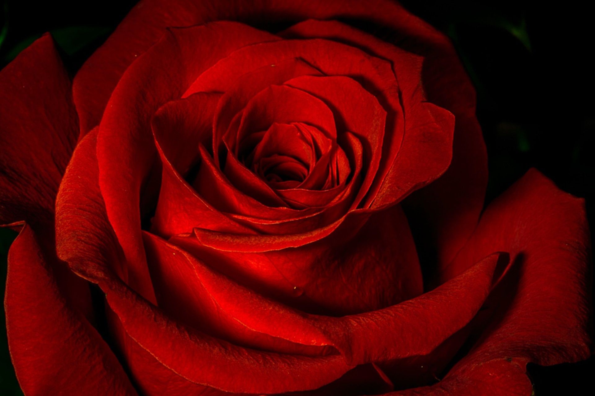 Red Rose Image Hd - HD Wallpaper 
