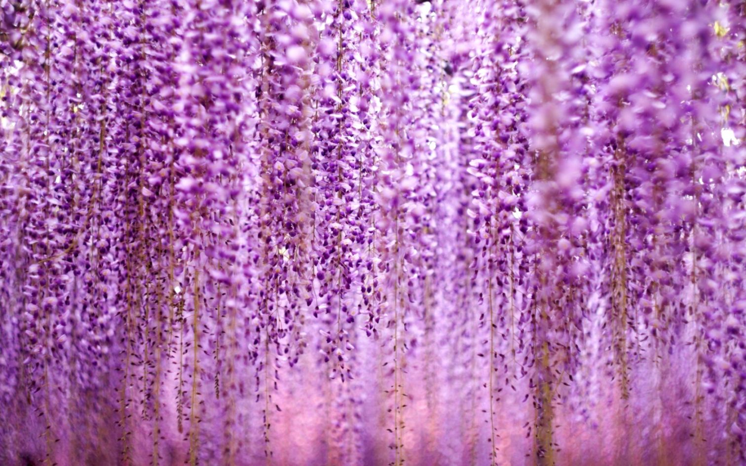 Wisteria Floribunda Royal Purple Many Flowers Hd Wallpaper - Flower  Wallpaper Wisteria - 1512x945 Wallpaper 