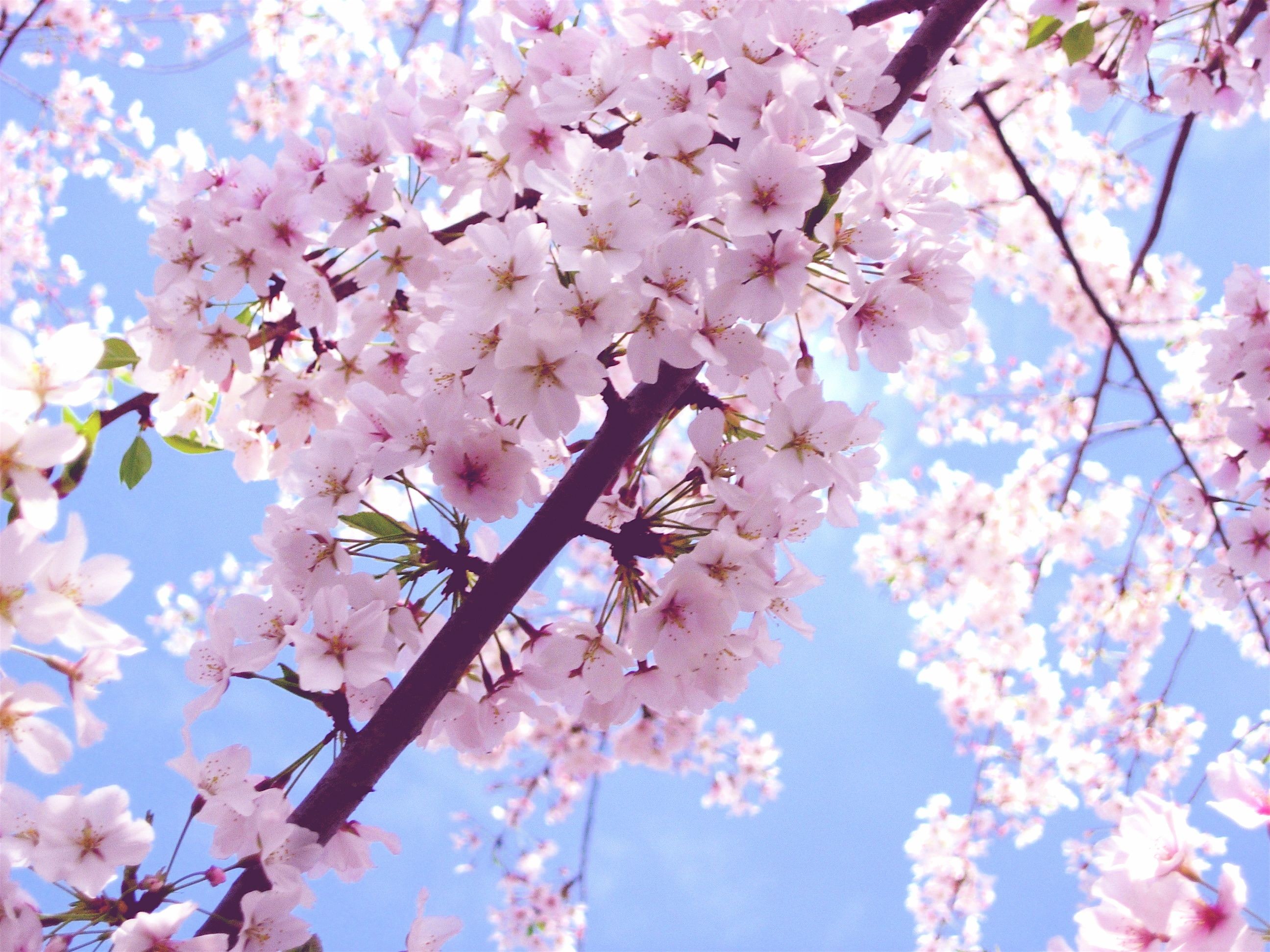 Beautiful Pink Cherry Blossom Wallpaper - Pink Cherry Blossom Flowers - HD Wallpaper 