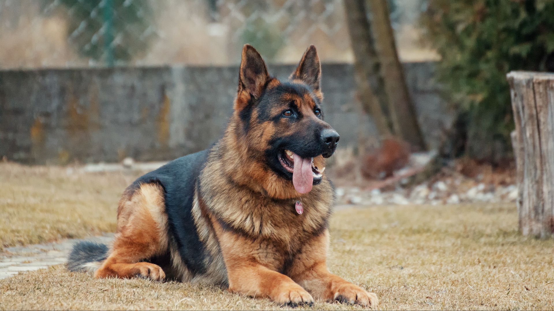 Wallpaper German Shepherd, Dog, Protruding Tongue, - German Shepherd Photo Download - HD Wallpaper 