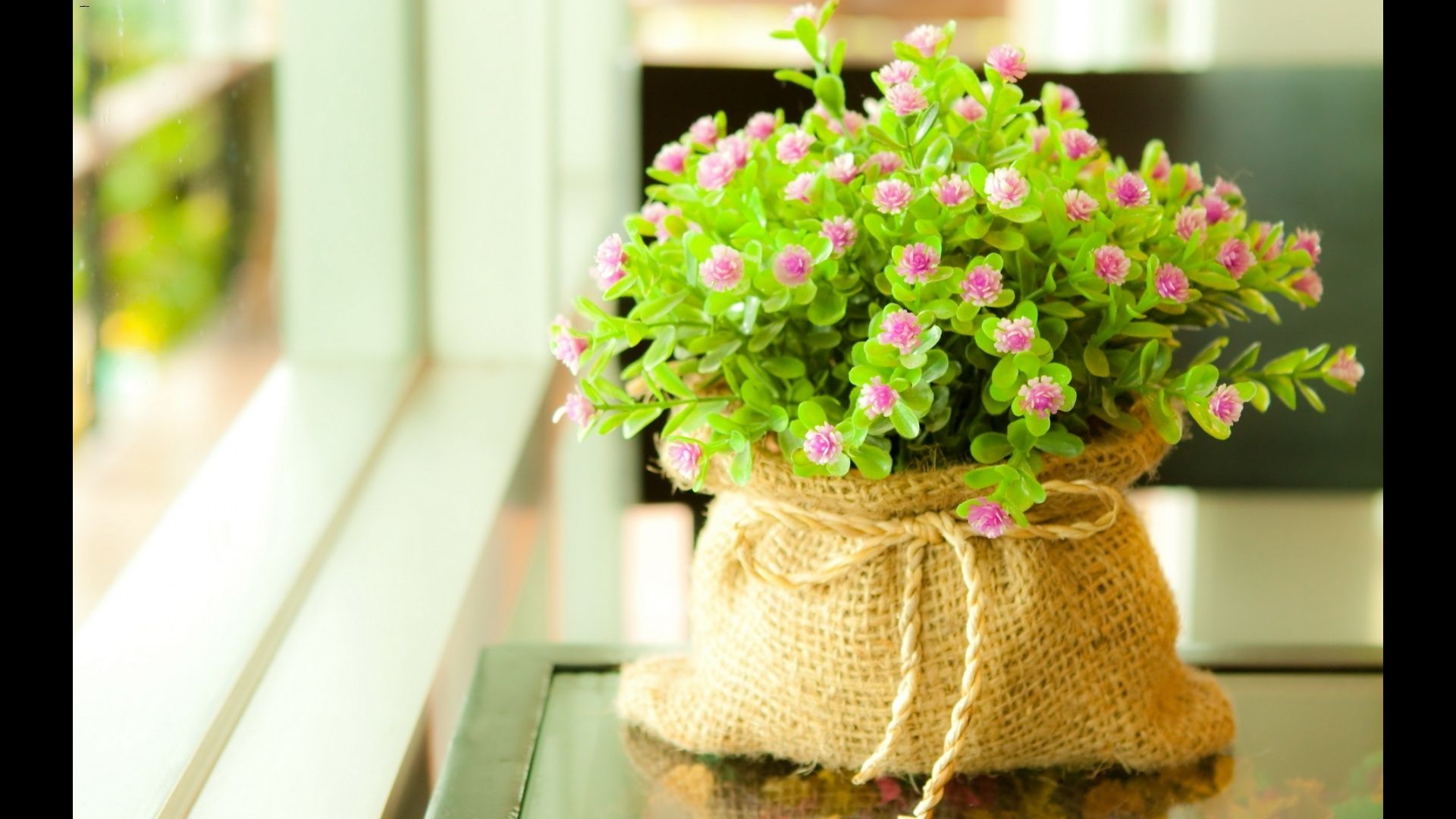 Cute Flowers Wallpaper Hd - HD Wallpaper 