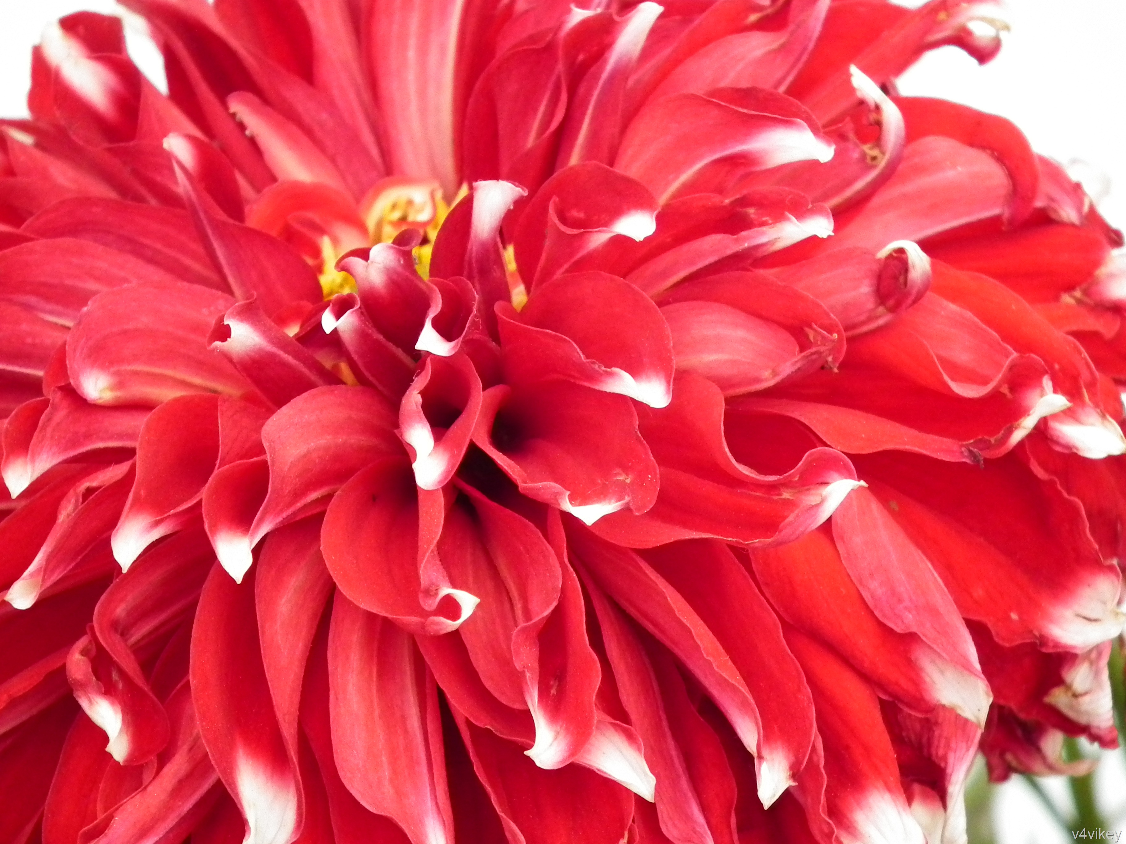 Dahlia - 3648x2736 Wallpaper - teahub.io