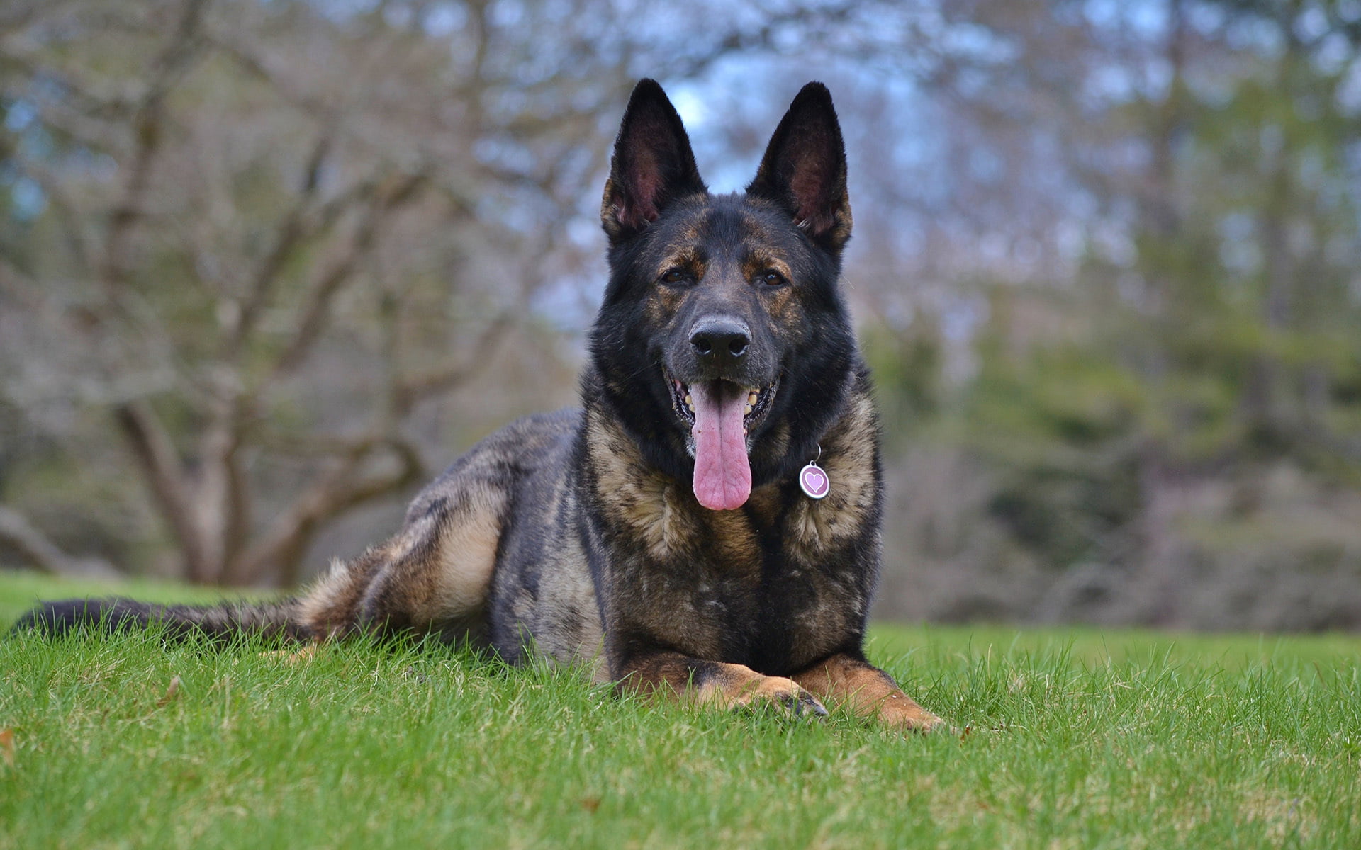 Black German Shepherd Dog Hd - HD Wallpaper 