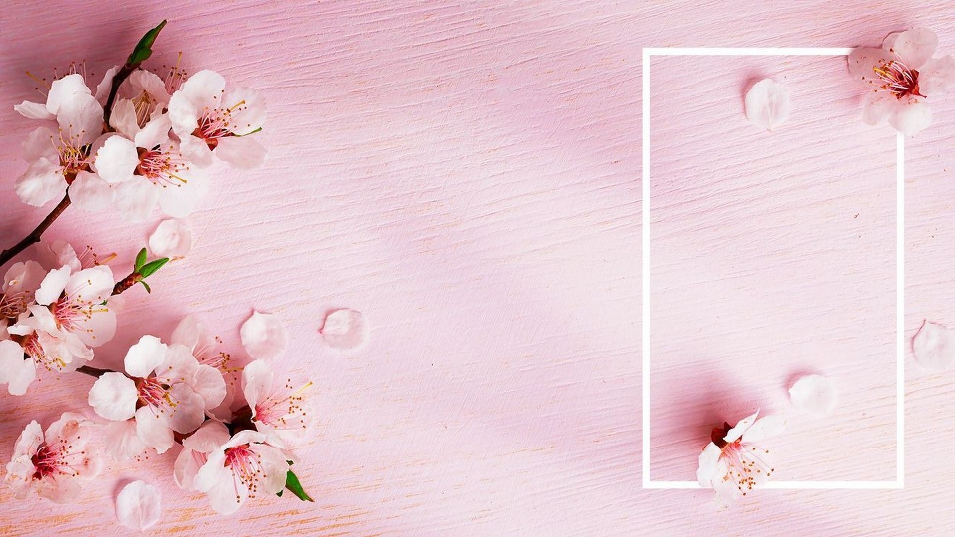 Wallpaper Gold Rose Desktop - Cherry Blossom - HD Wallpaper 