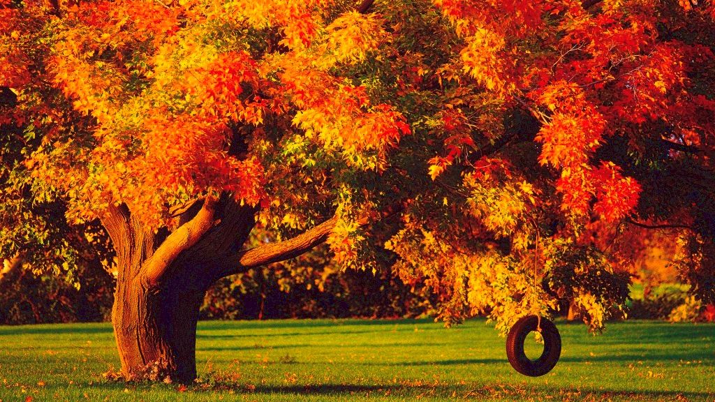 Fall Ny Photography Desktop Wallpapers Fall Desktop - Trees In Autumn Background - HD Wallpaper 