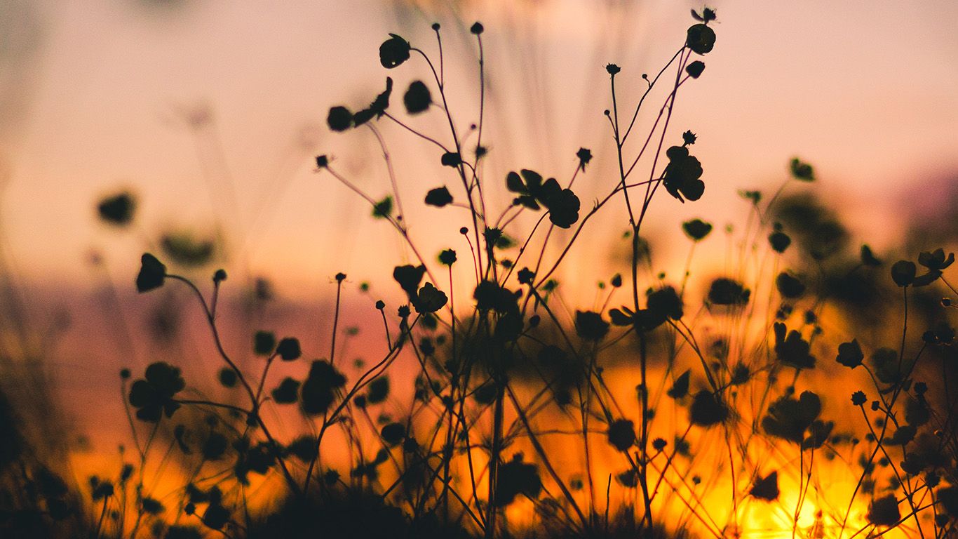 Background Sunset With Flowers - HD Wallpaper 