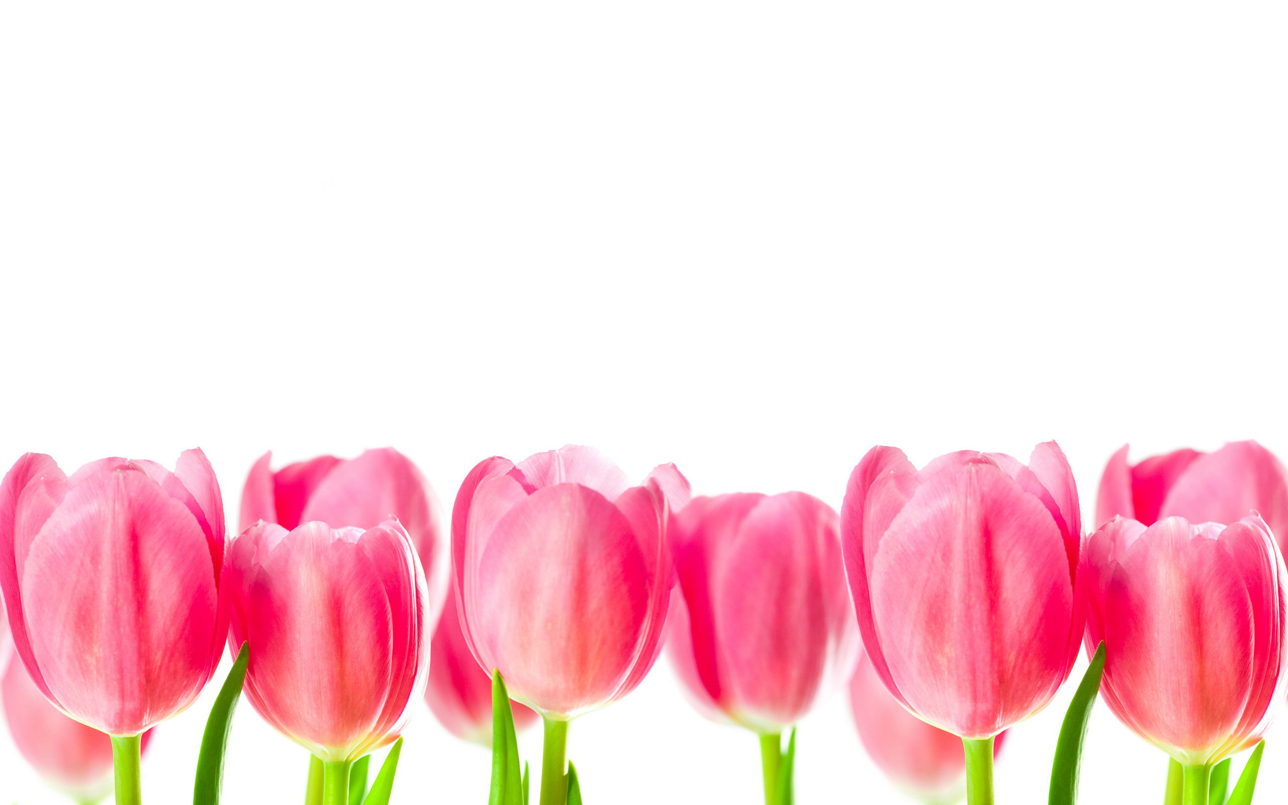 39 Best Desktop Wallpaper Images On Pinterest Ladies Brunch 2560x1600 Wallpaper Teahub Io