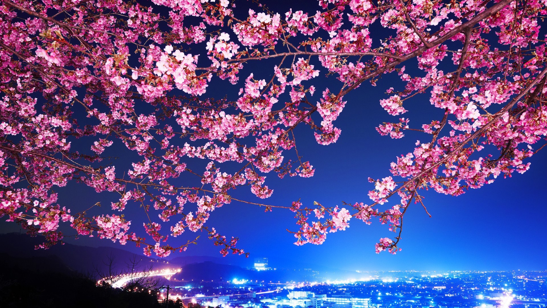 Cherry Blossom Tree Night Time - HD Wallpaper 