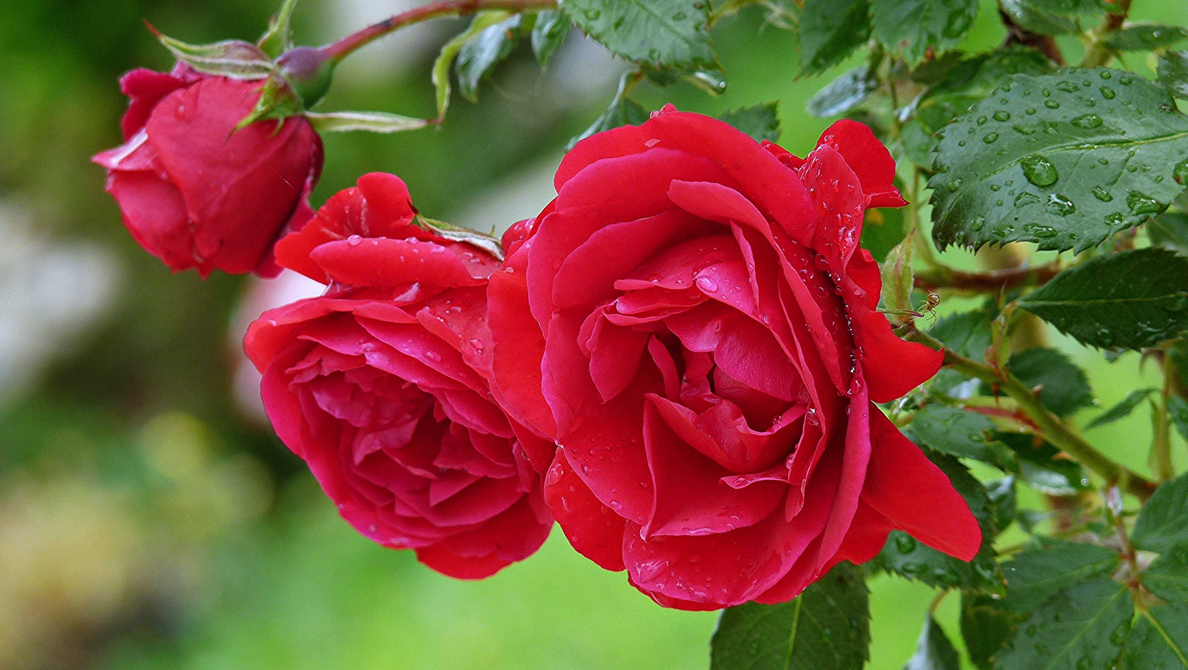 Raining Flowers Rose Hd Wallpaper Desktop Raining Flowers - High Quality Full Hd Flowers - HD Wallpaper 