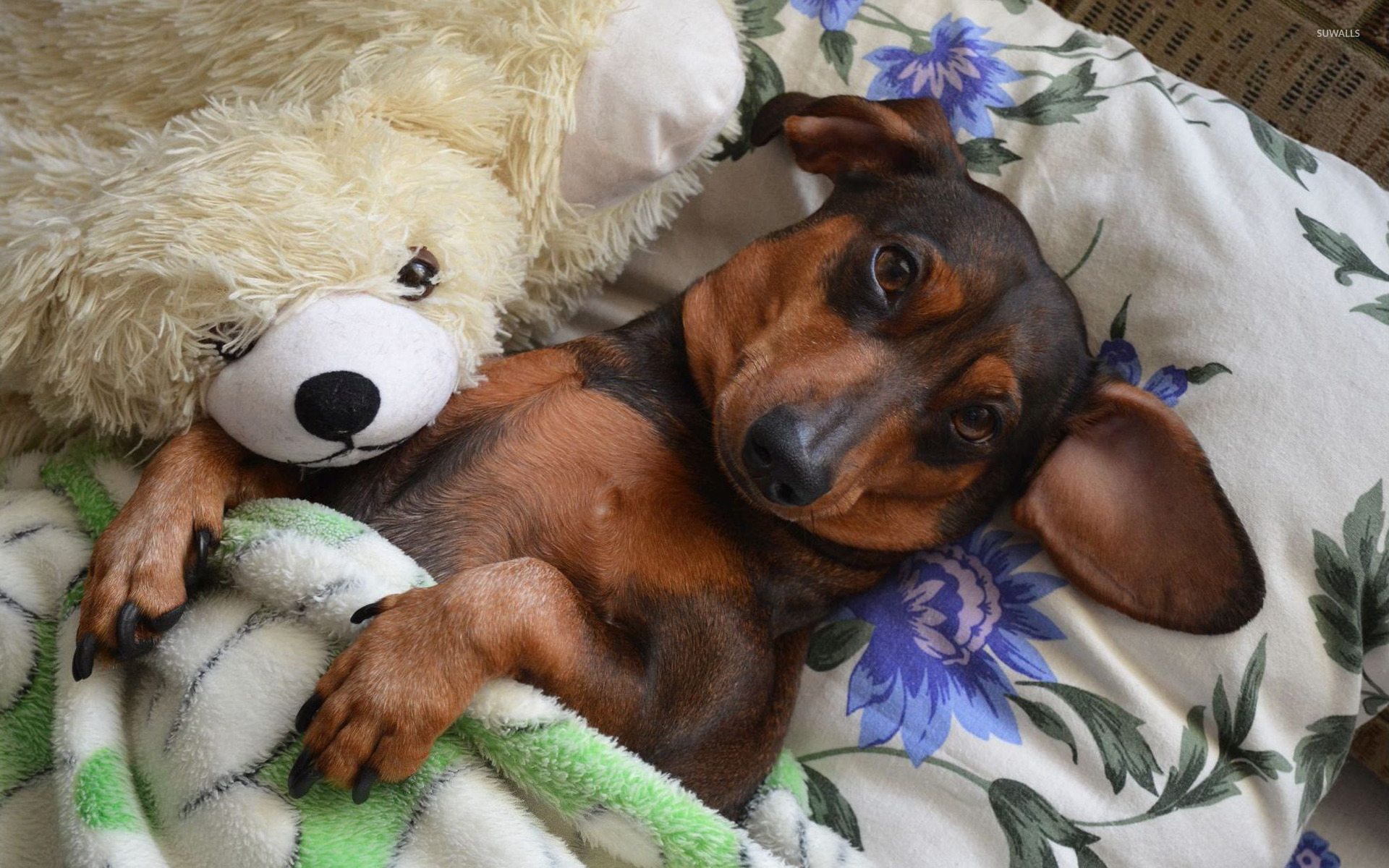 Dog Sleeping With Teddy Bear - HD Wallpaper 