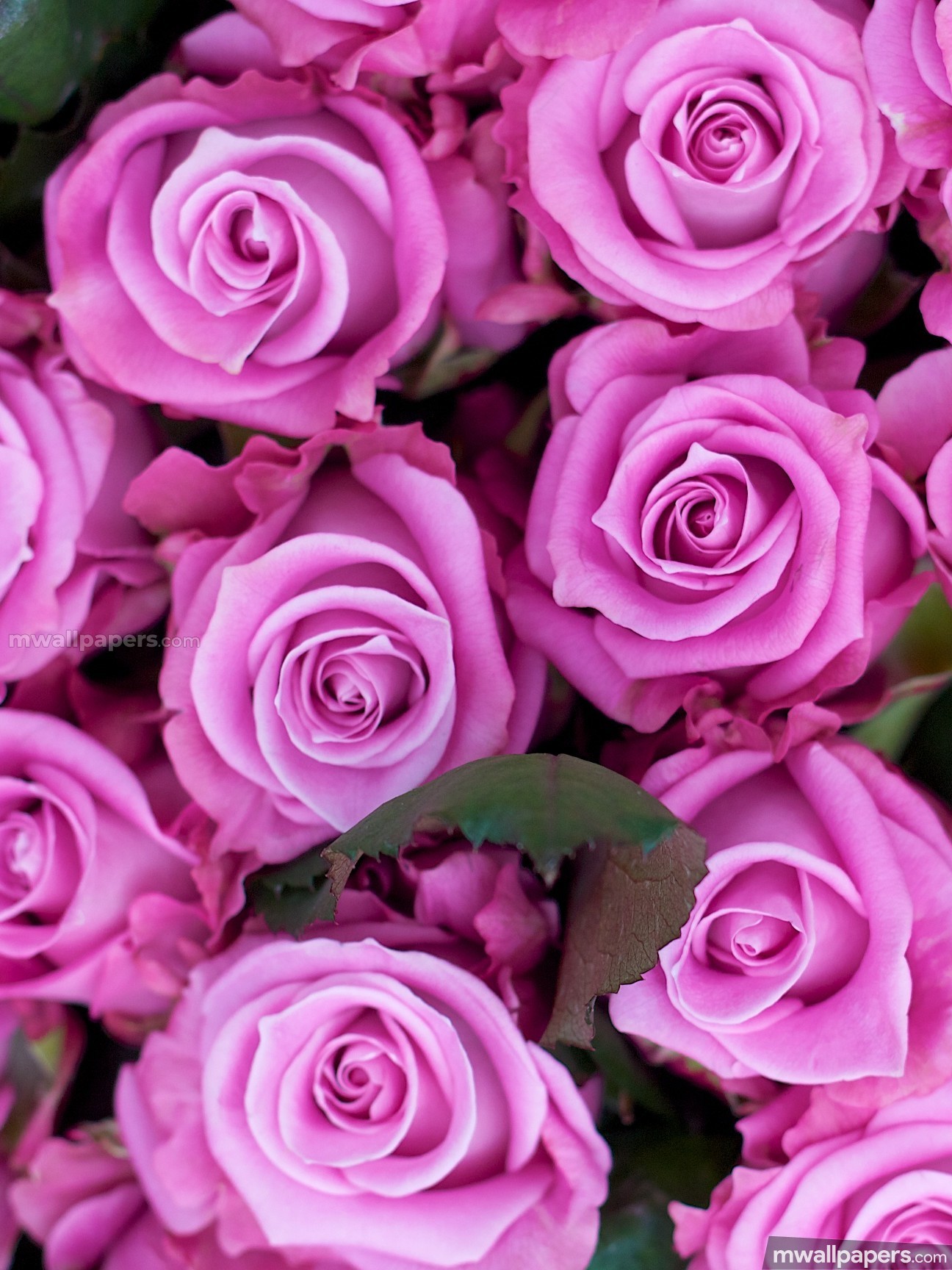 Roses Beautiful Hd Photos (16216) - Rose - HD Wallpaper 