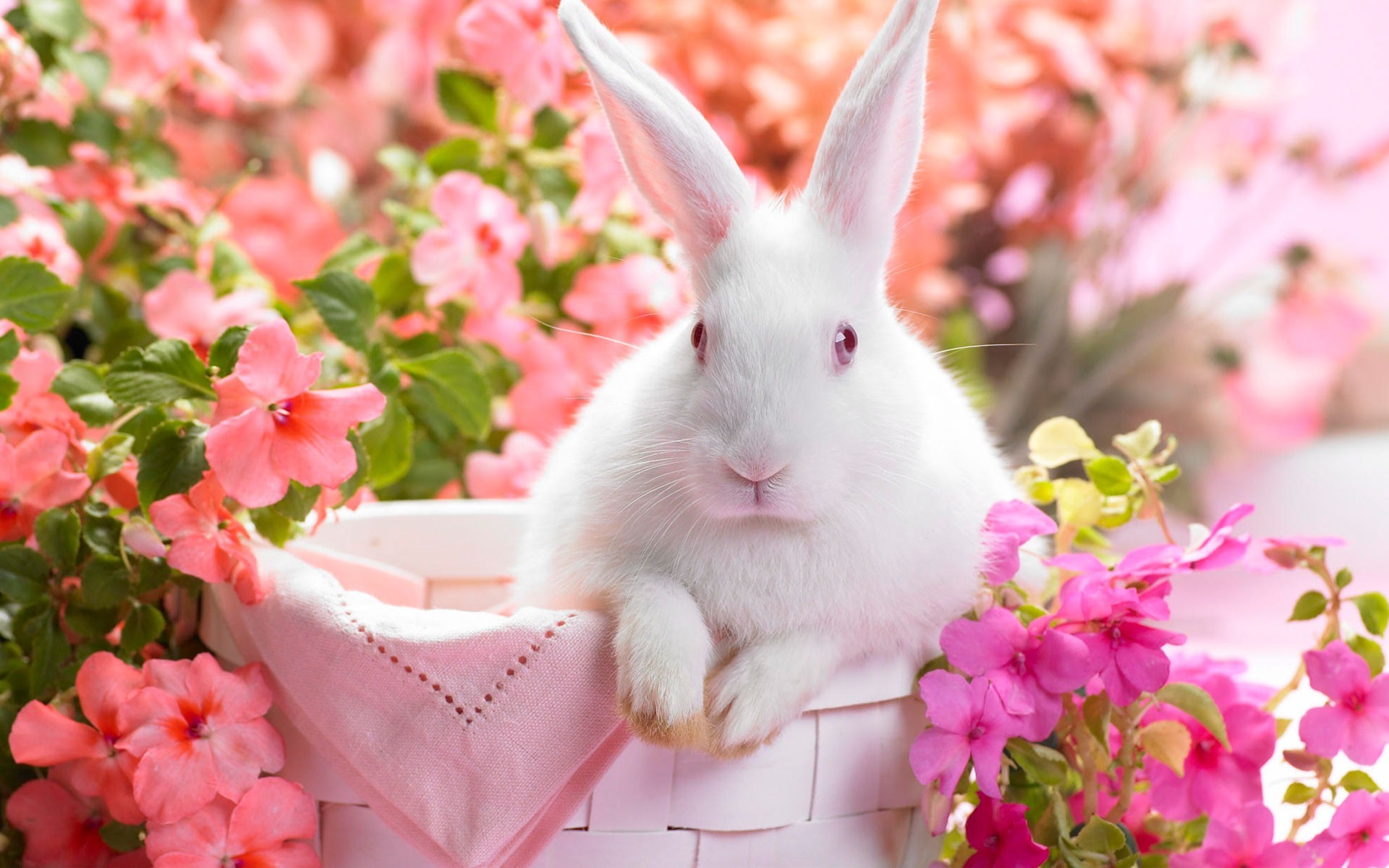 White Rabbit In Flower Pot - Cute Wallpapers For Desktop Free Download - HD Wallpaper 