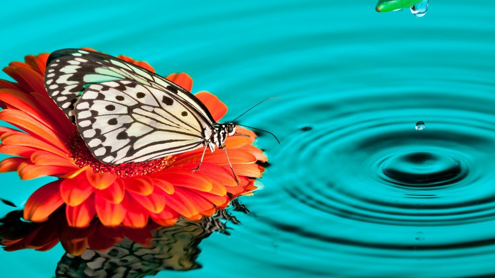 Girls Butterfly Desktop Backgrounds Hd - Butterfly With Water Hd - HD Wallpaper 