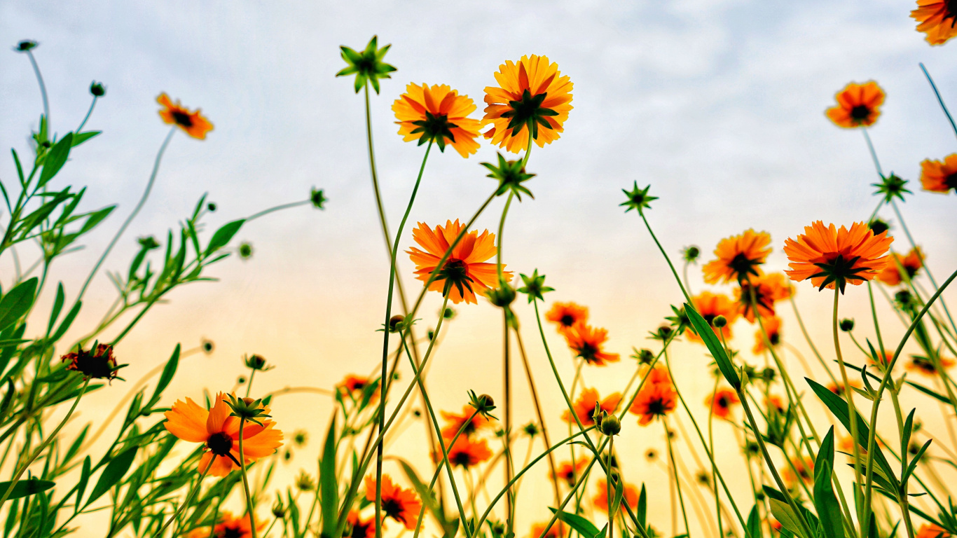 Cosmos Field, Flowers, Summer, Wallpaper - Flowers View - HD Wallpaper 
