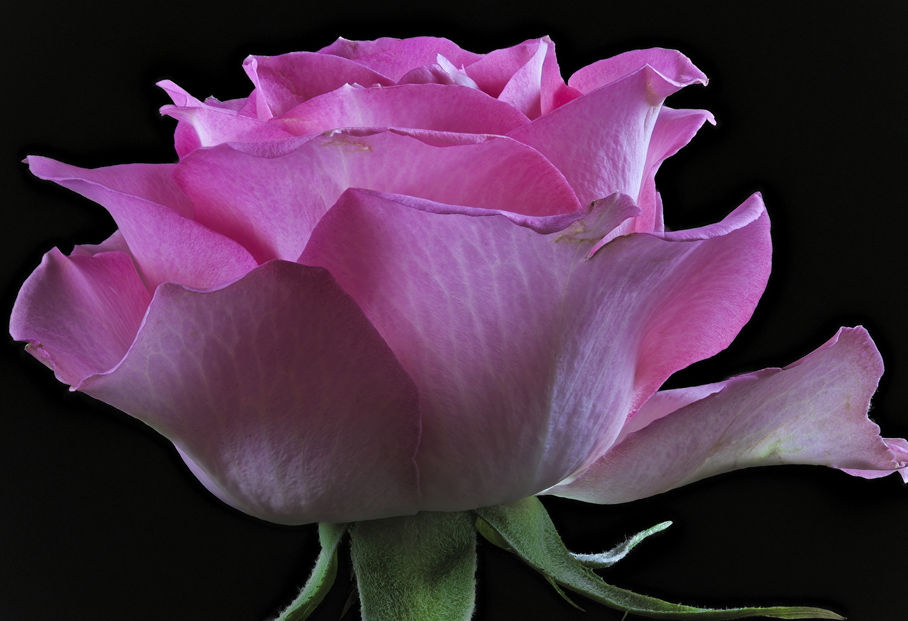 Pink Rose Flower Black Background - HD Wallpaper 