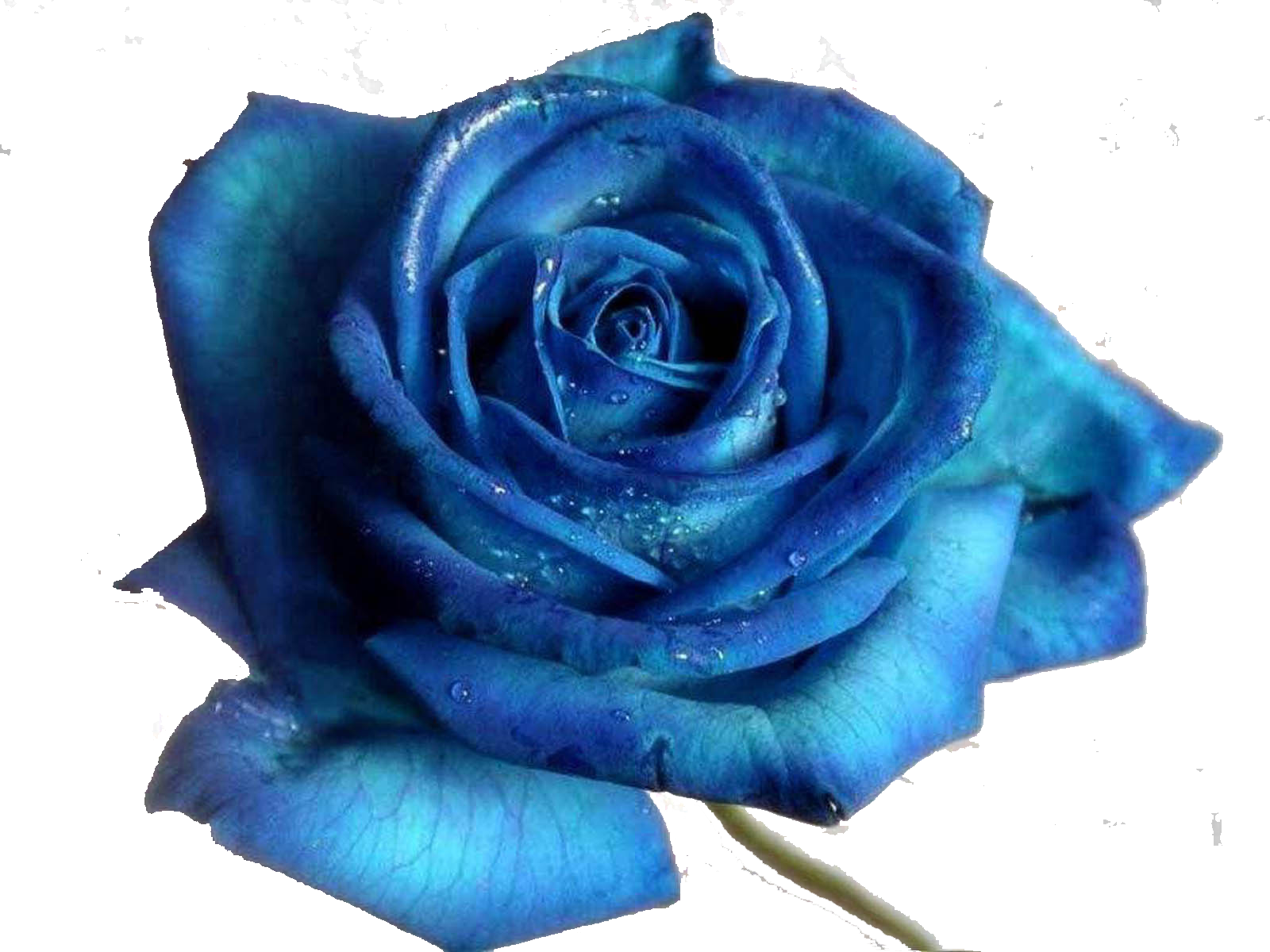 Blue Rose Desktop Wallpaper Flower - Beautiful Unique Blue Flowers - HD Wallpaper 