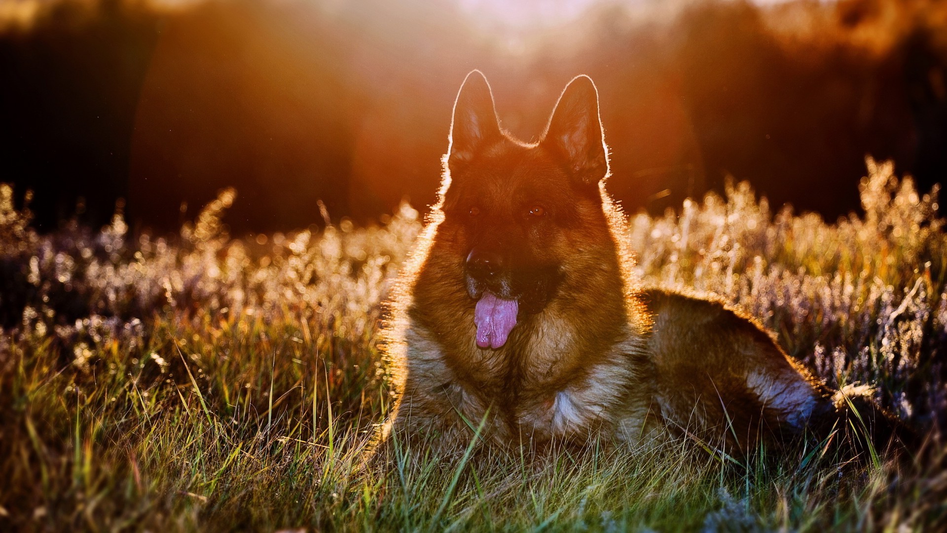 Guard Dog - HD Wallpaper 