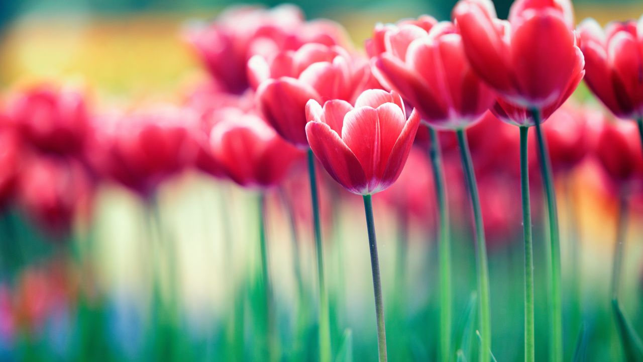 Pretty Pictures Of Tulips - HD Wallpaper 